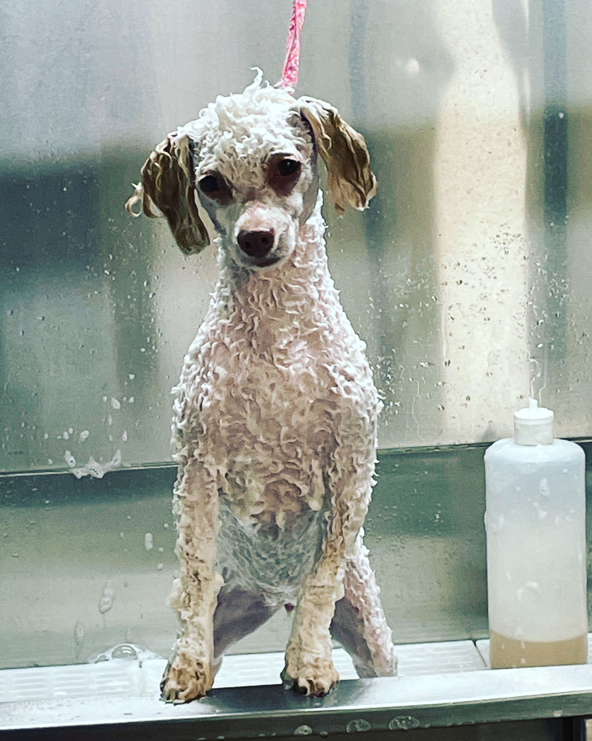 A small white dog is standing next to a bottle of shampoo.