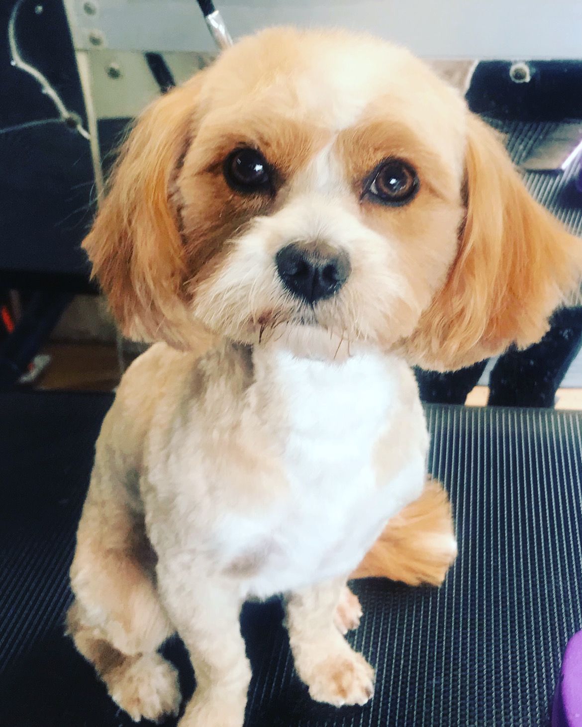 A small brown and white dog is sitting on a table looking at the camera.