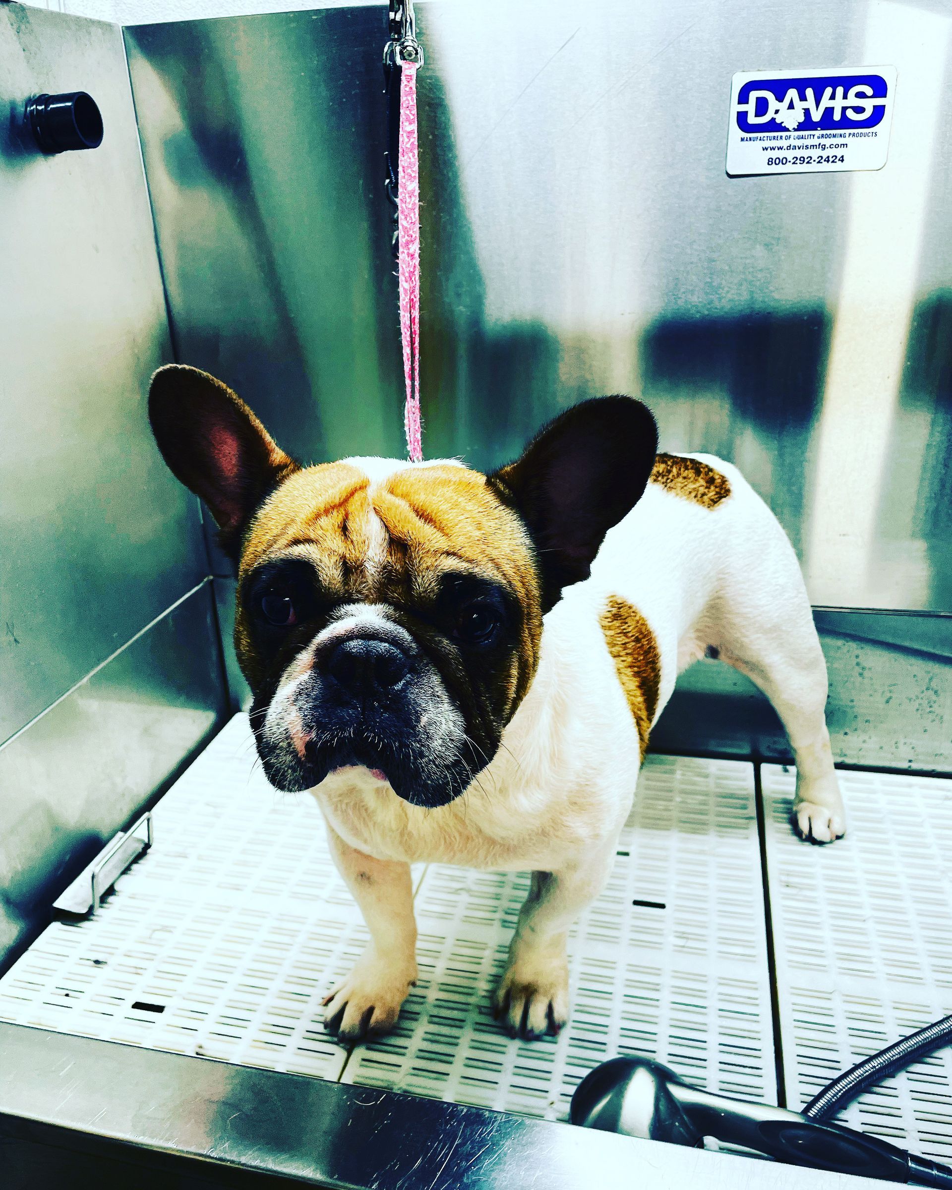 A brown and white dog is standing in front of a davis machine