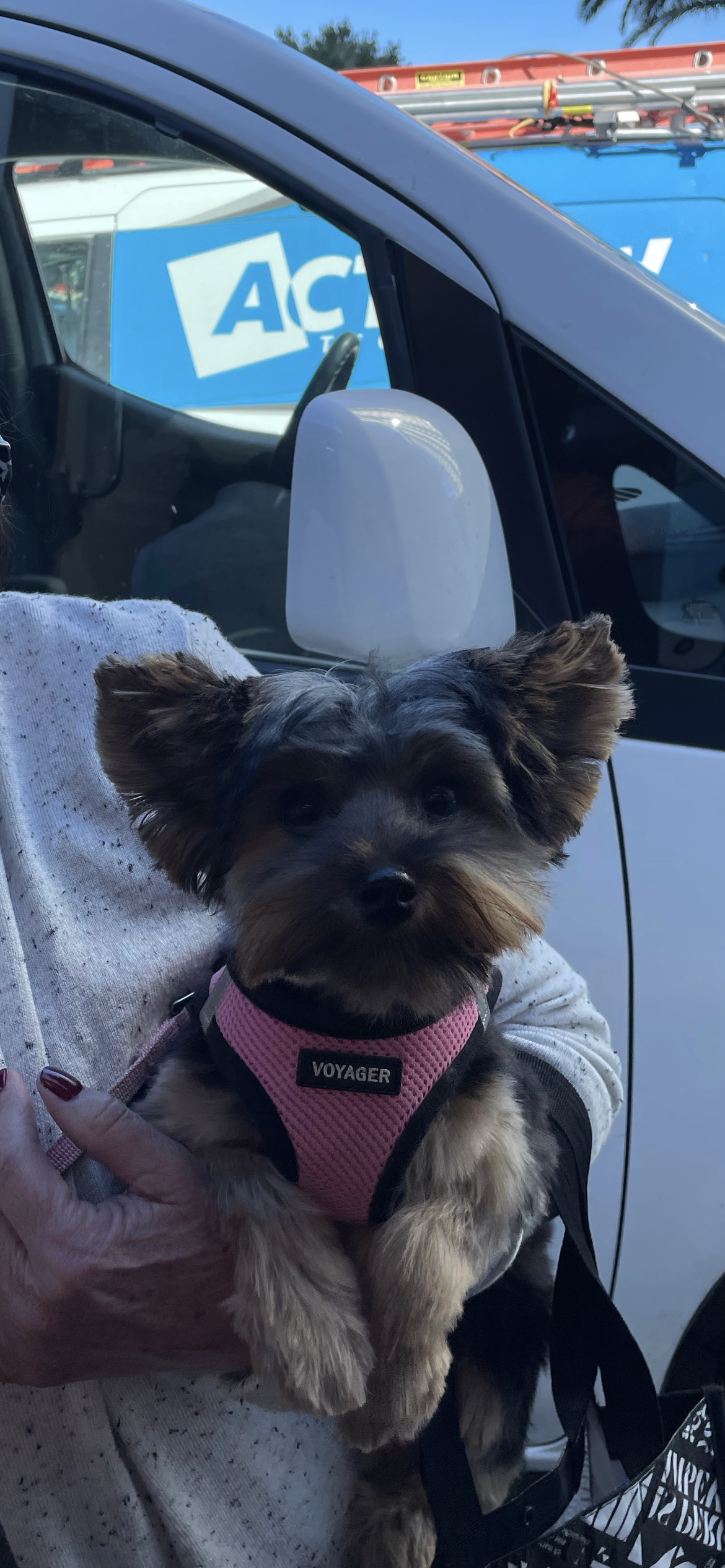 A person is holding a small dog in their arms in a car.