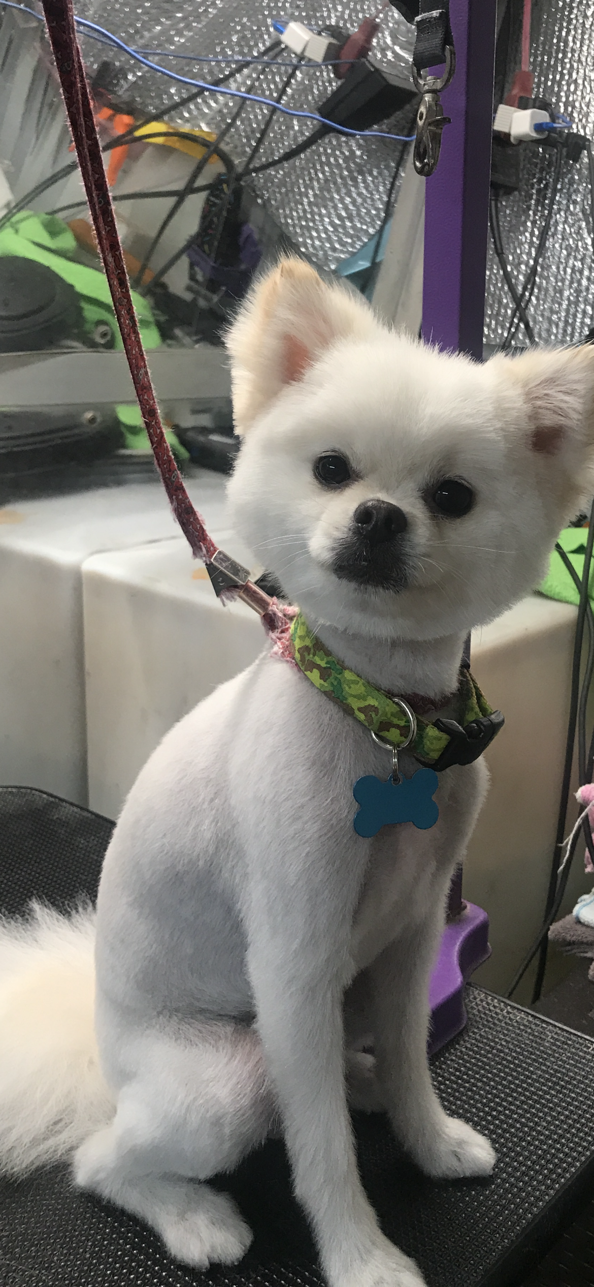 A small white dog is sitting on a table with a leash around its neck.