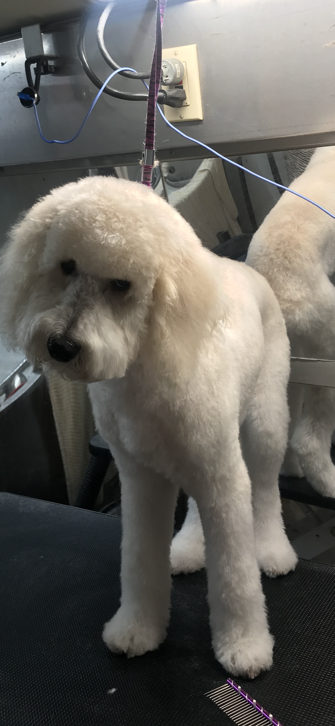 A small white dog is standing on a table next to a mirror.