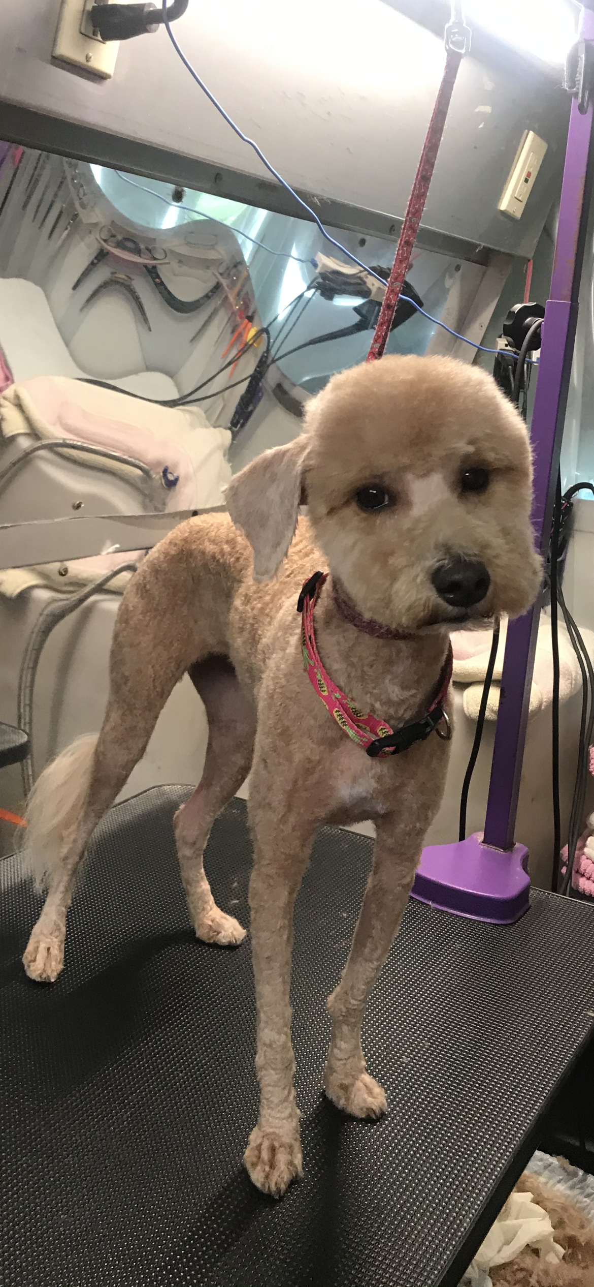 A small dog is standing on a grooming table.