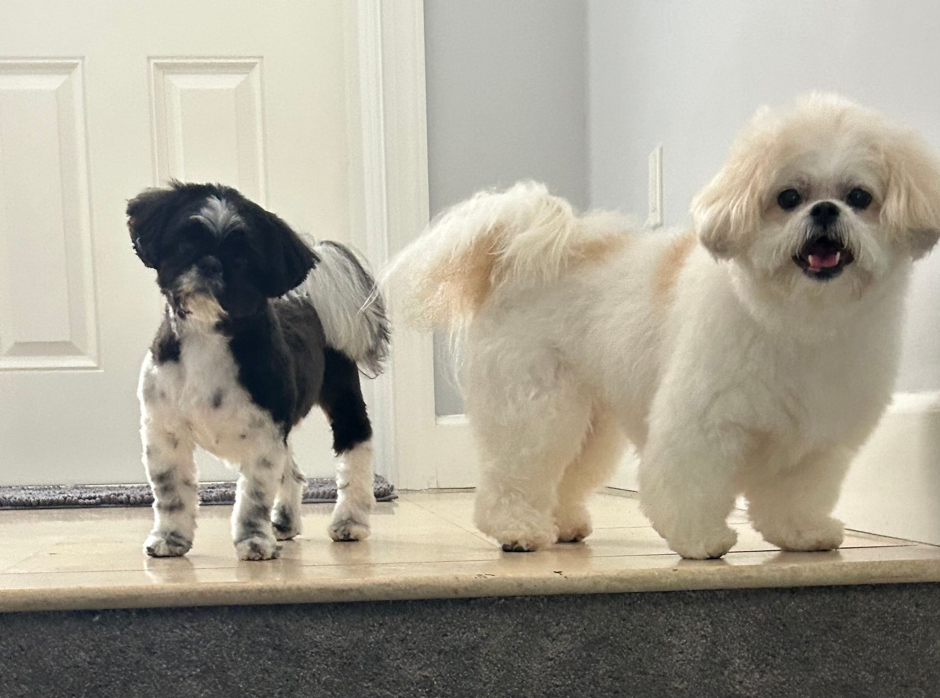 Two small dogs are standing next to each other on a staircase.