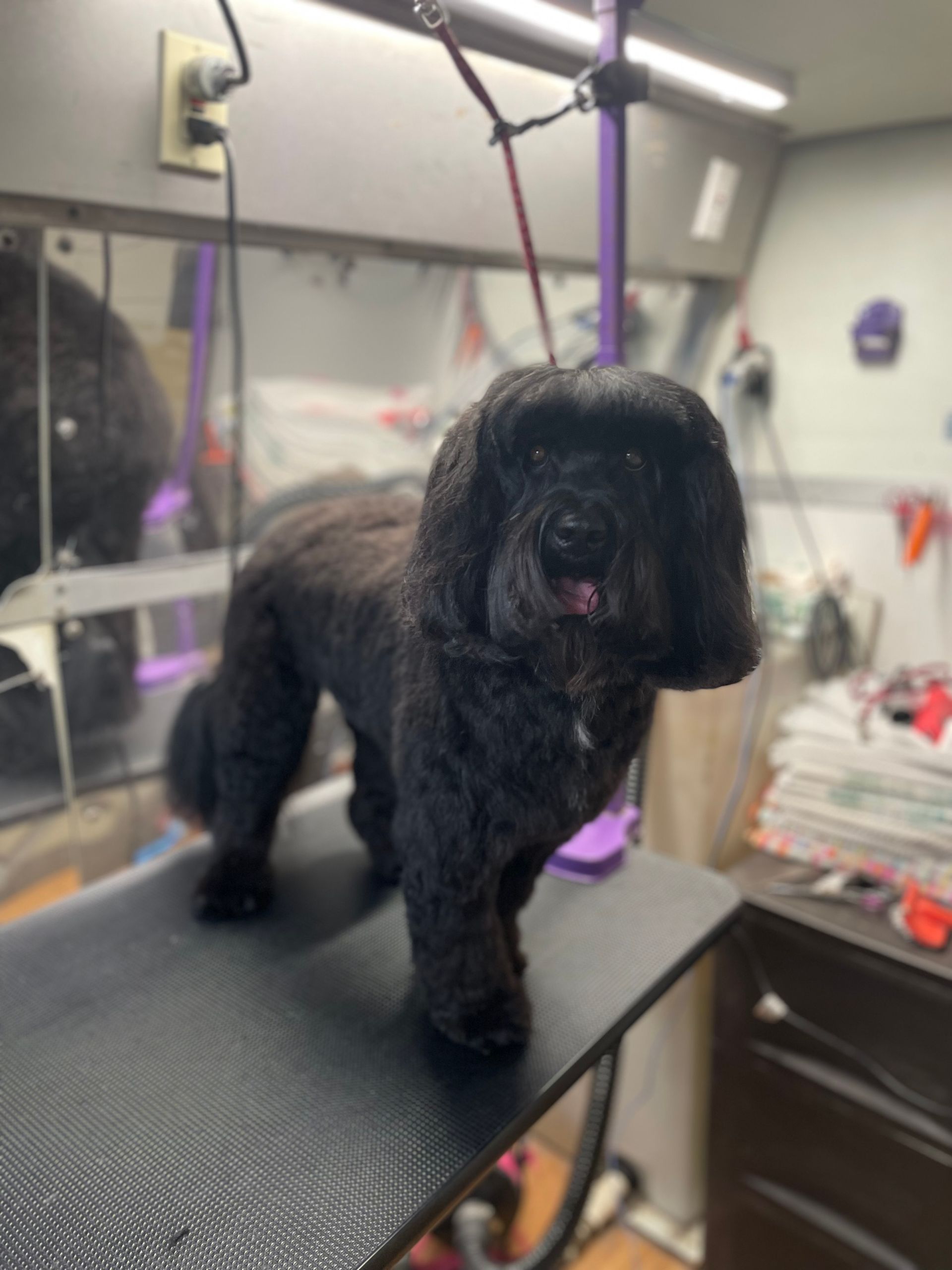 A black dog is standing on a grooming table.