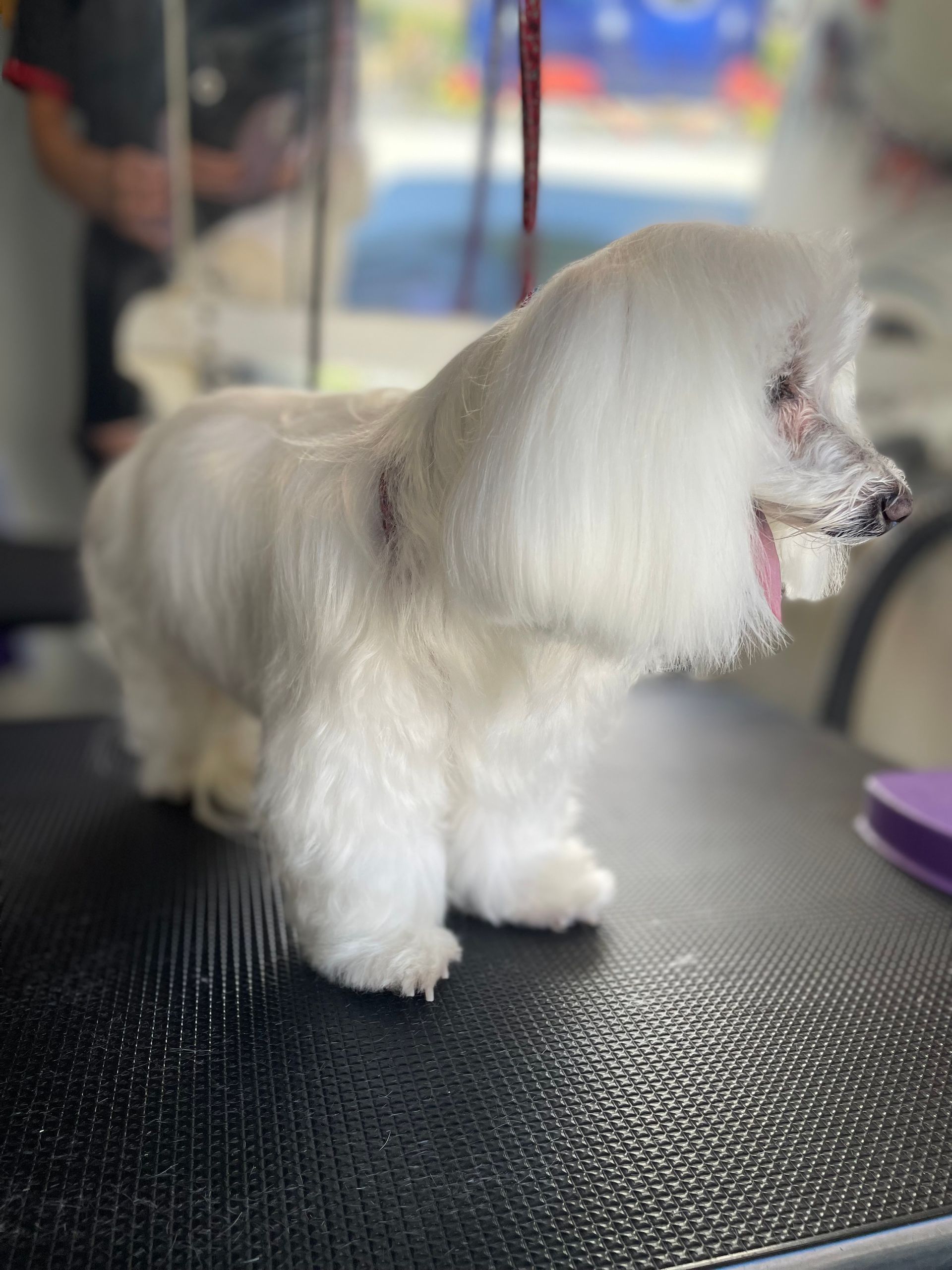 A small white dog is sitting on a grooming table.