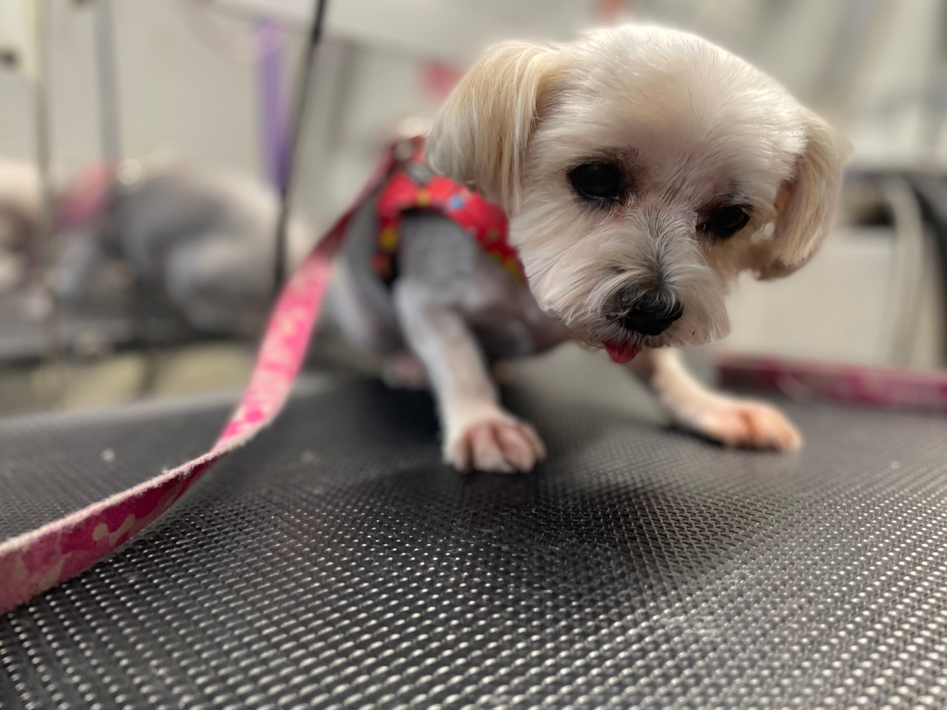 A small white dog is sitting on a table with a leash around its neck.