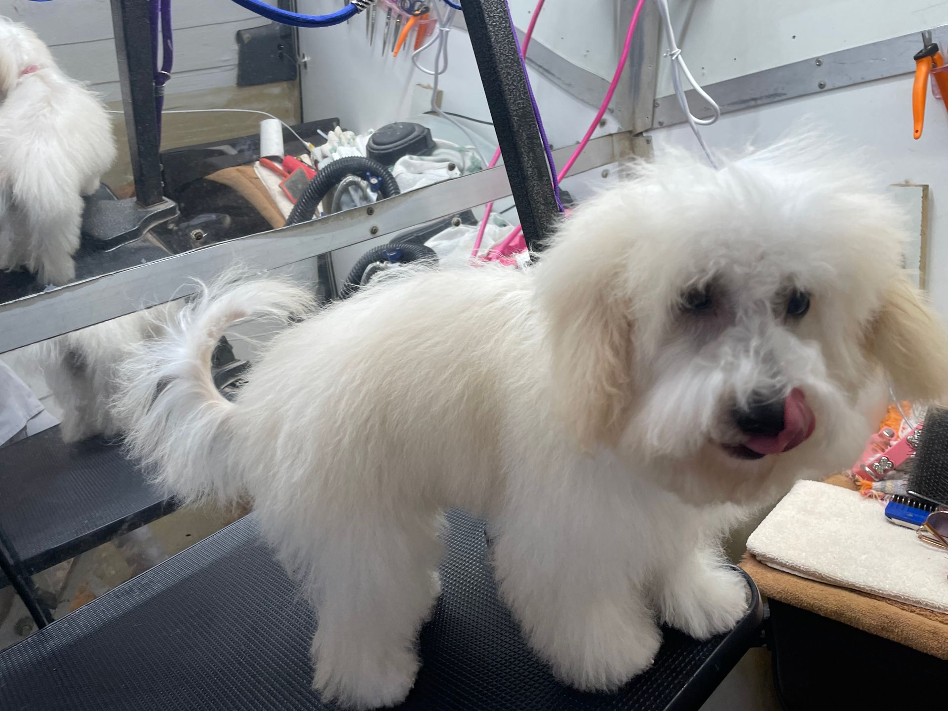 A small white dog is licking its lips while standing on a grooming table.