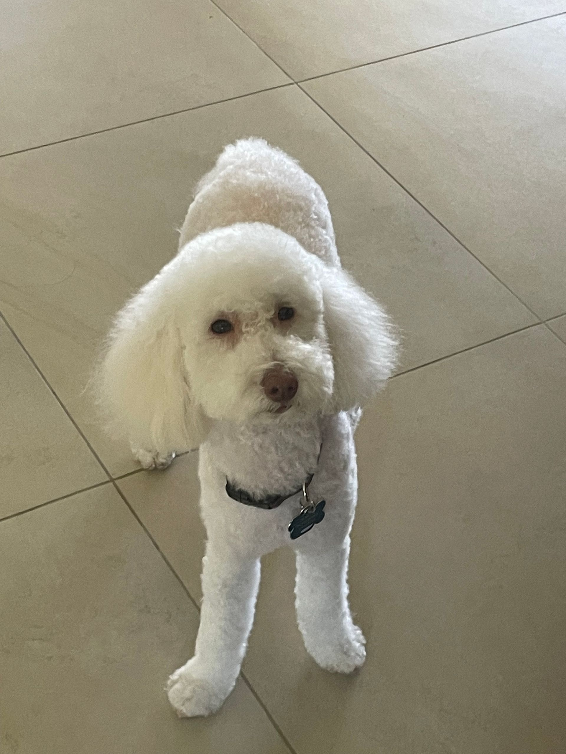 A small white poodle is standing on a tiled floor looking at the camera.
