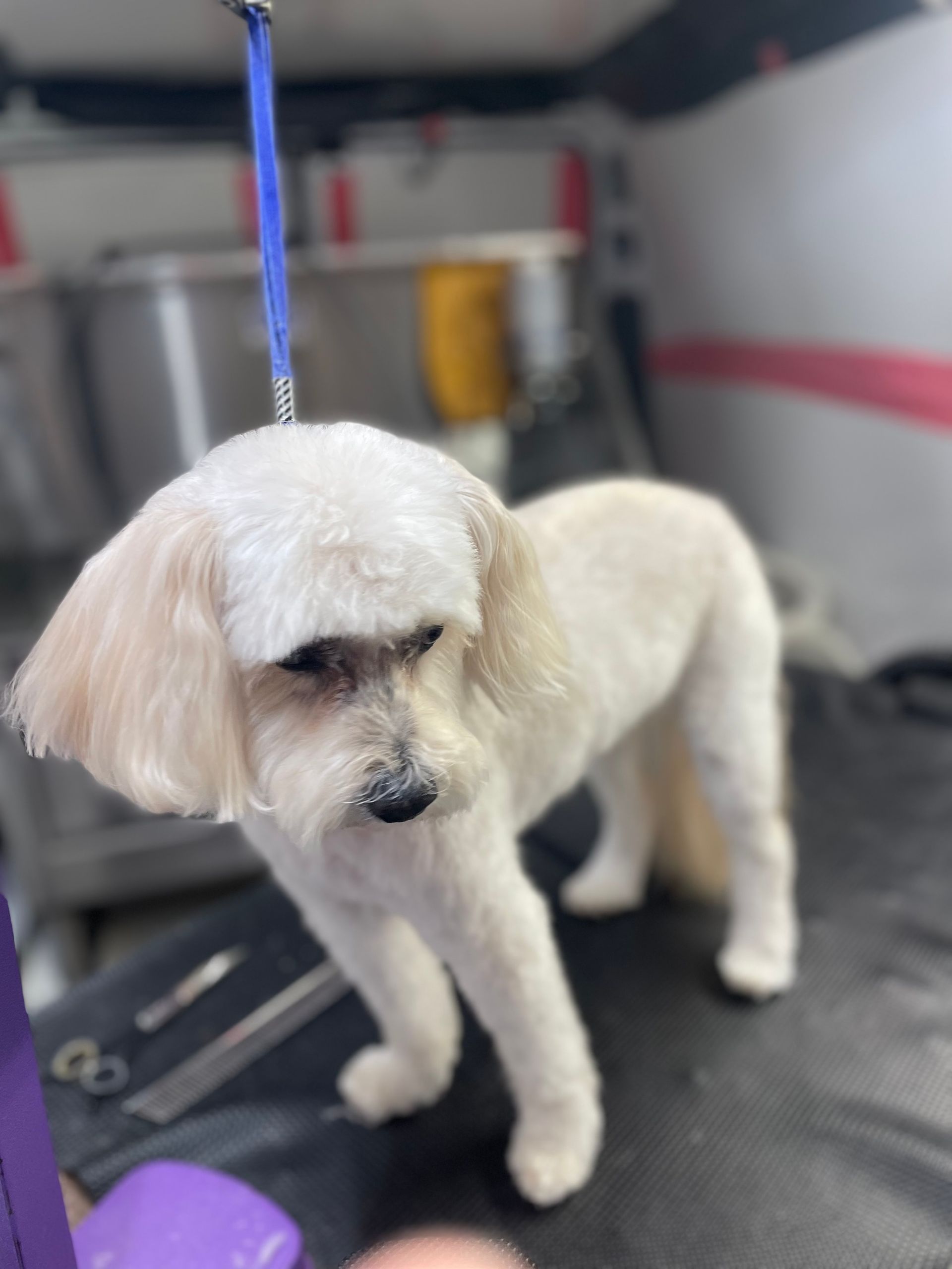 A small white dog is standing on a table being groomed.