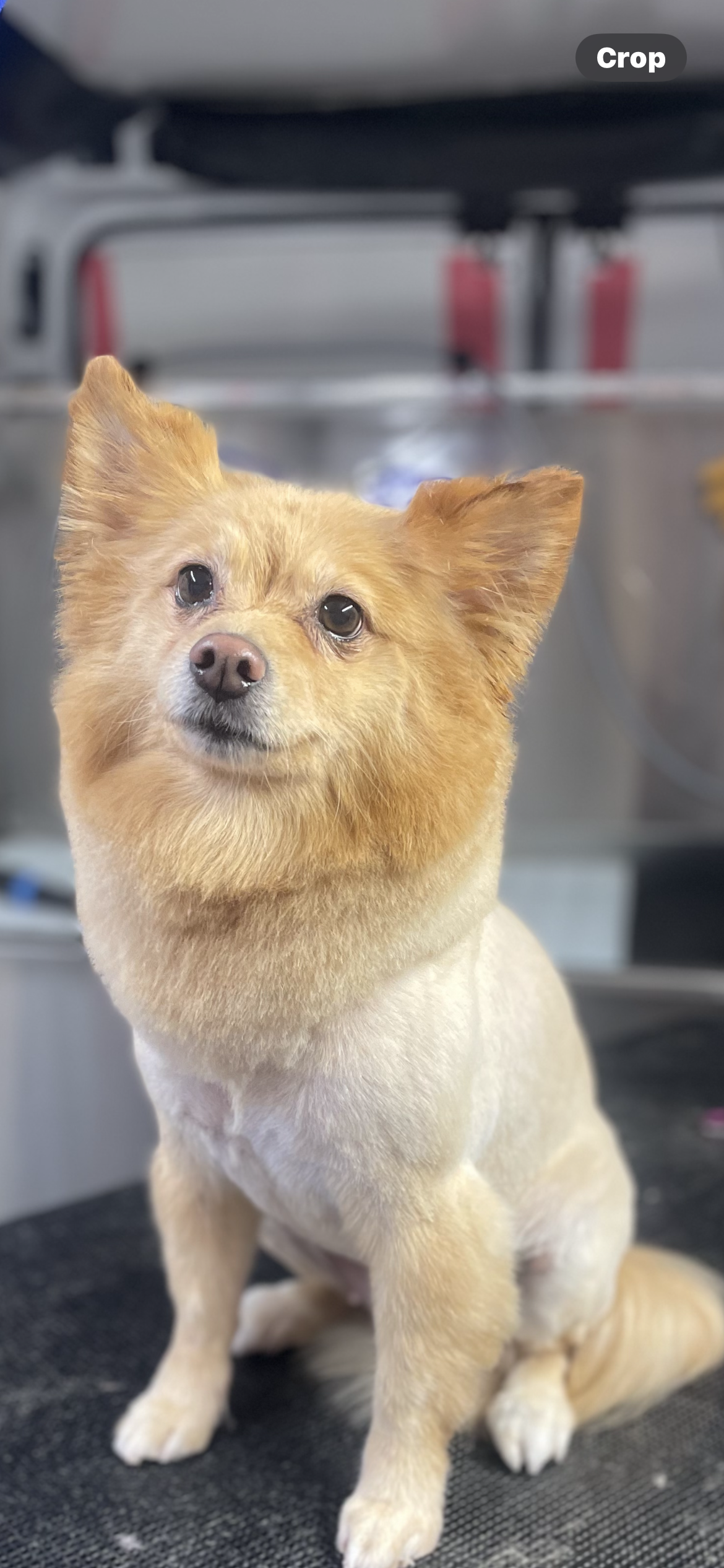 A pomeranian dog is sitting on a table and looking up at the camera.
