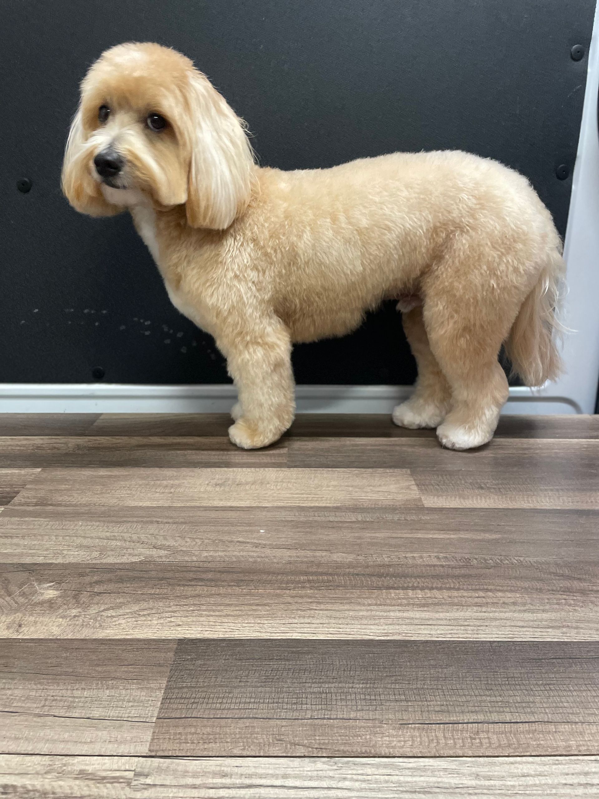 A small dog is standing on a wooden floor.