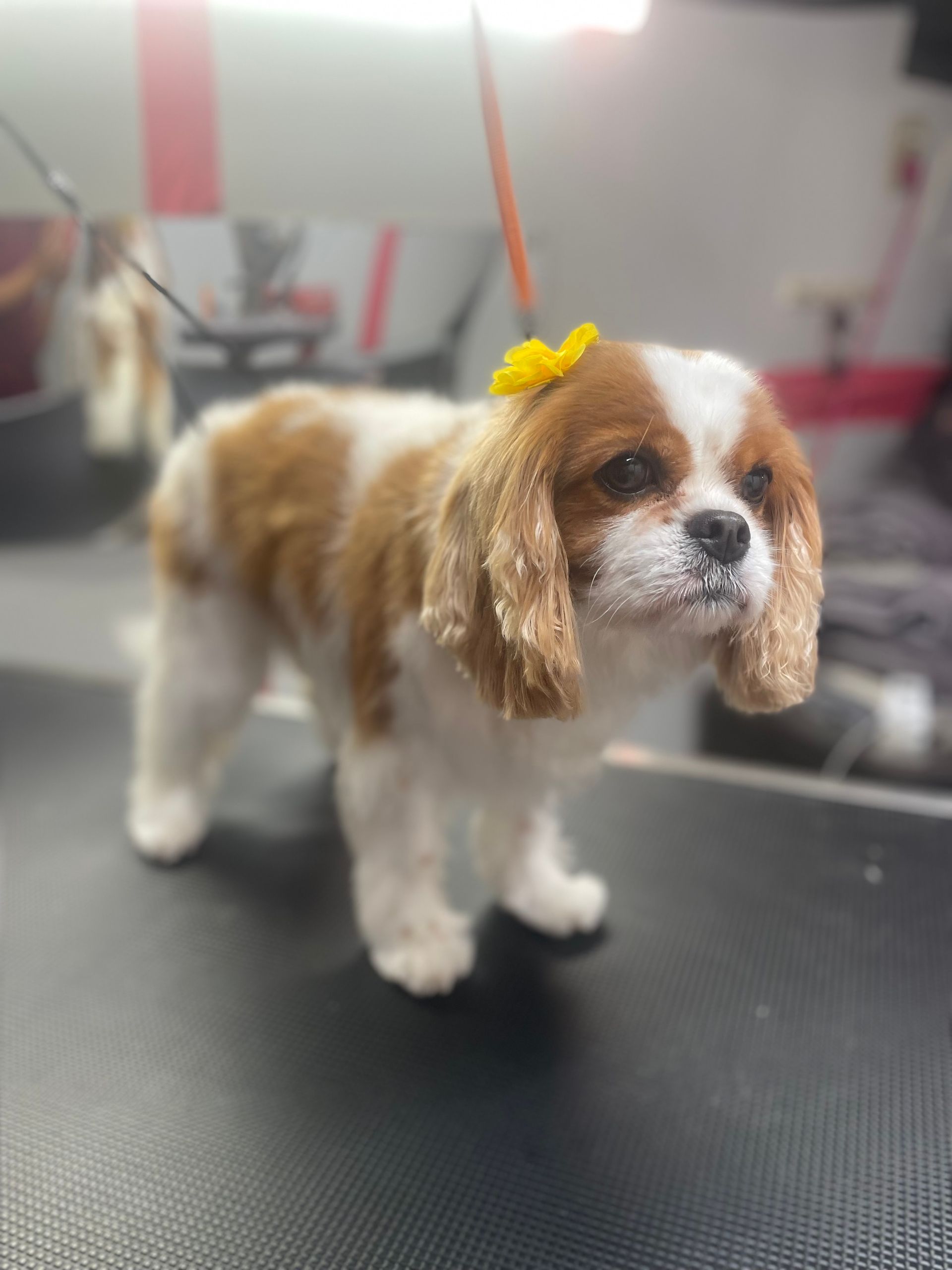 A brown and white dog with a yellow bow on its head is standing on a table.