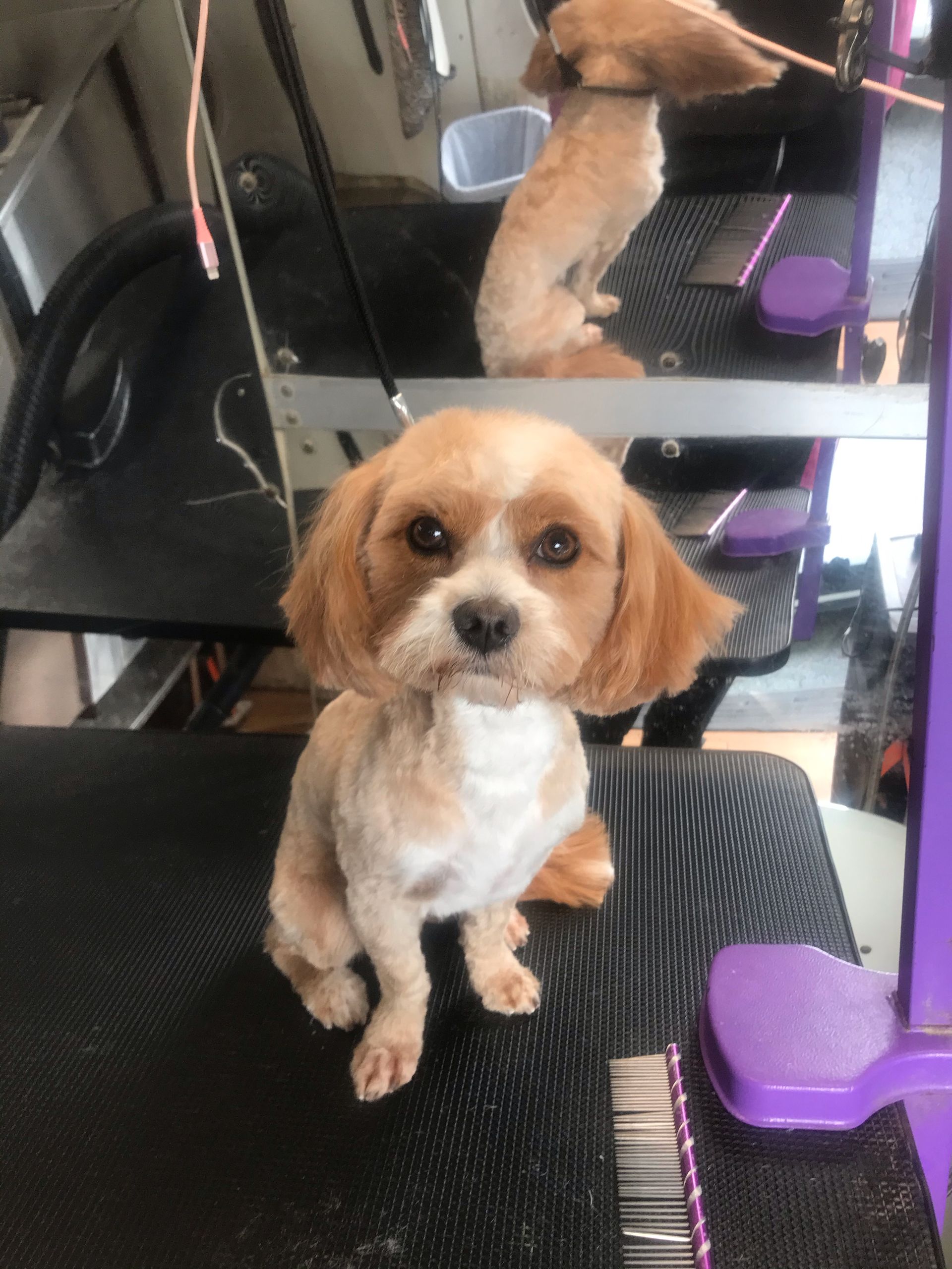 A small brown and white dog is sitting on a grooming table.