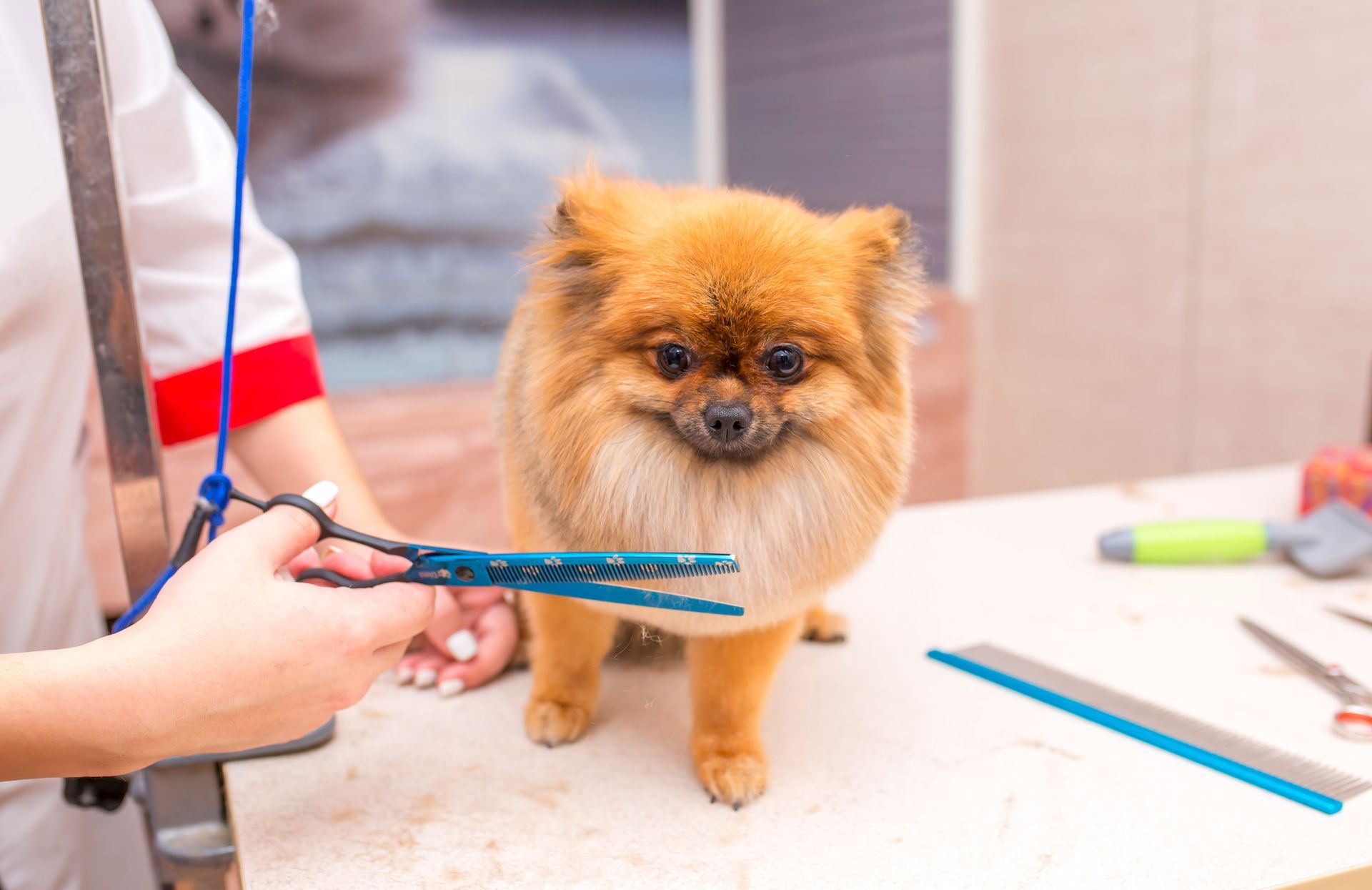 A pomeranian dog is getting its hair cut by a groomer.