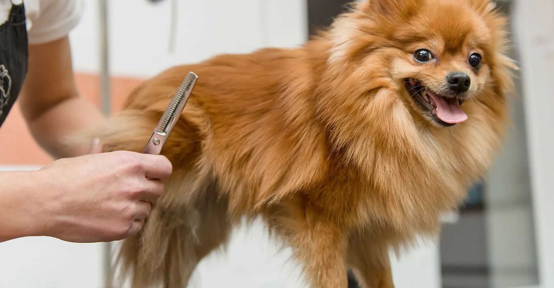 A person is grooming a pomeranian dog with a comb and scissors.
