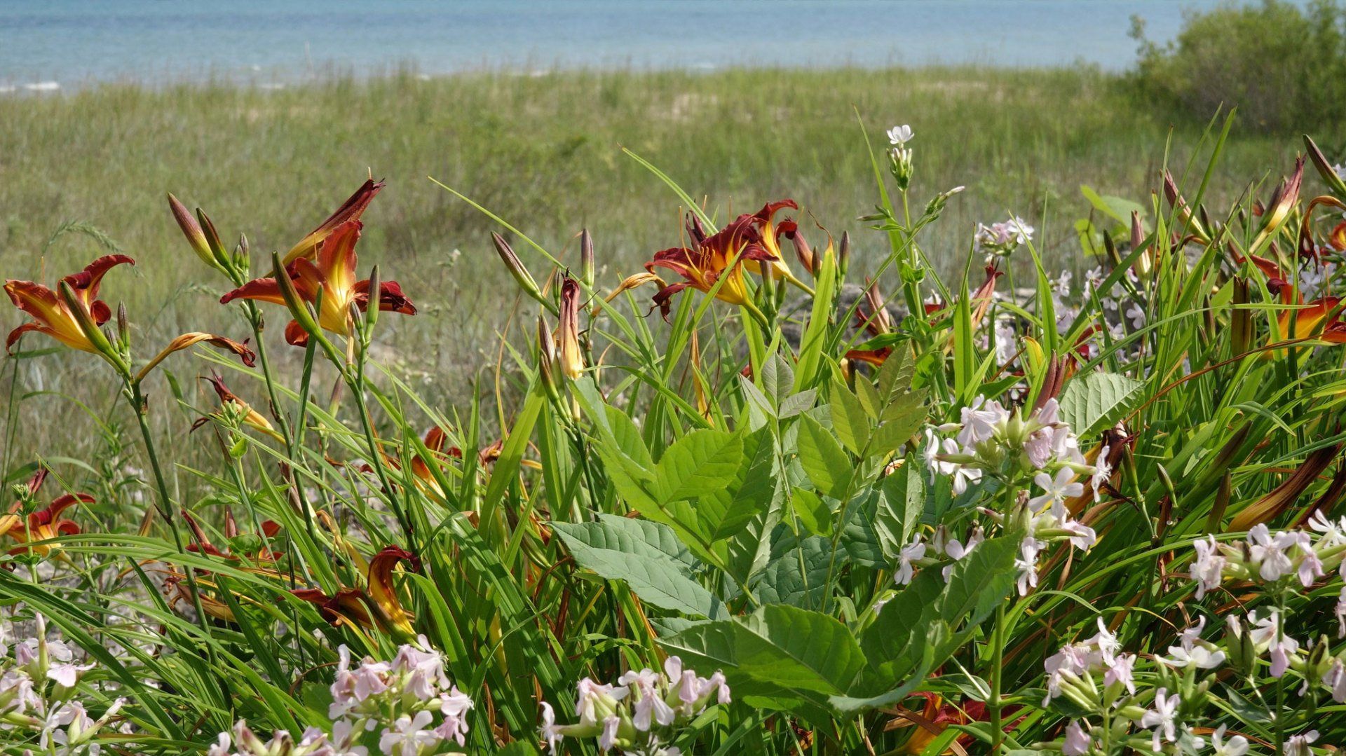 Serenity Farm Landscaping Inc Services