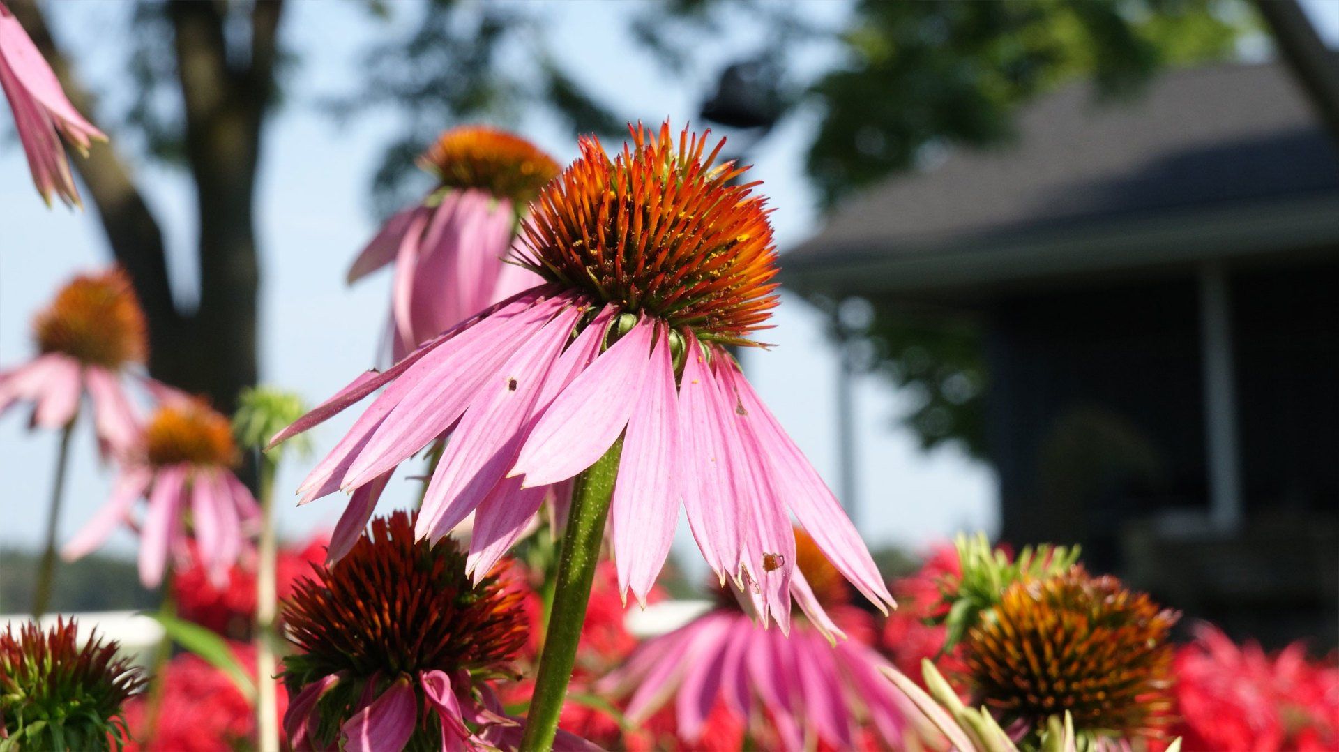 Serenity Farm Landscaping Inc Services