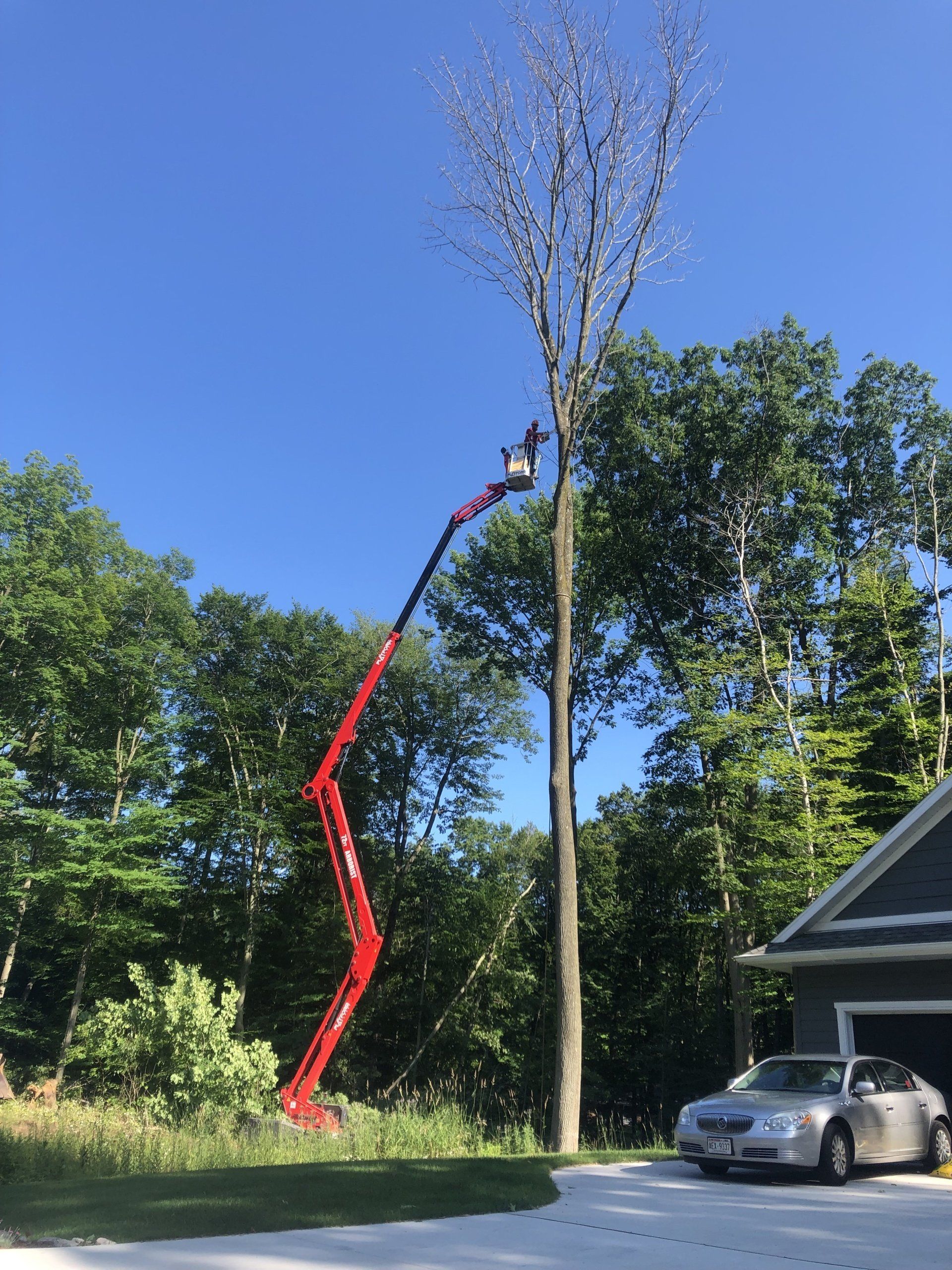Tree Service