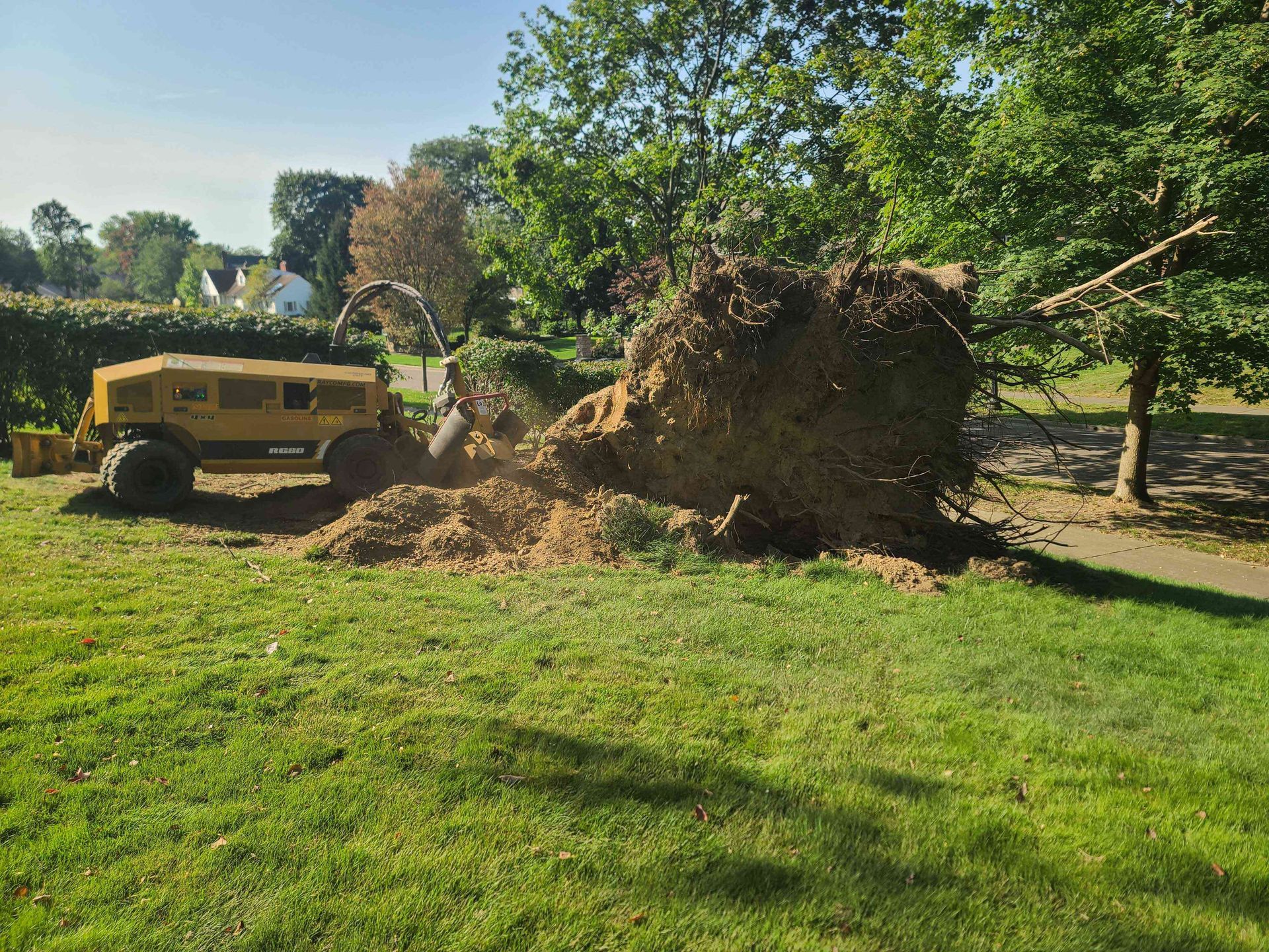 A large tree stump is being removed by a bulldozer in a park.