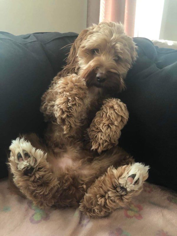 Pet and House Sitting Services