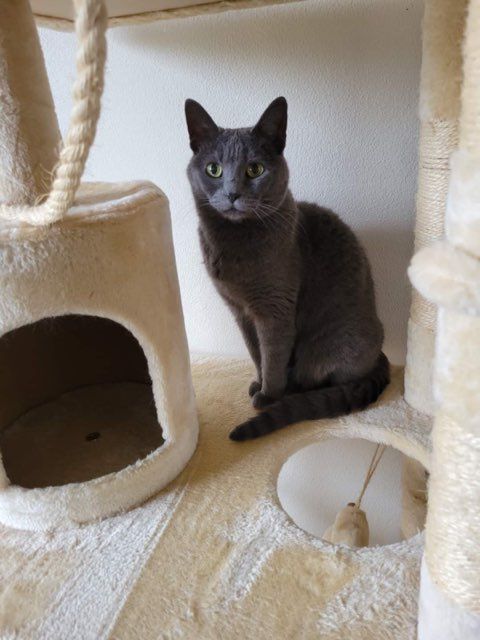 Pet and House Sitting Services