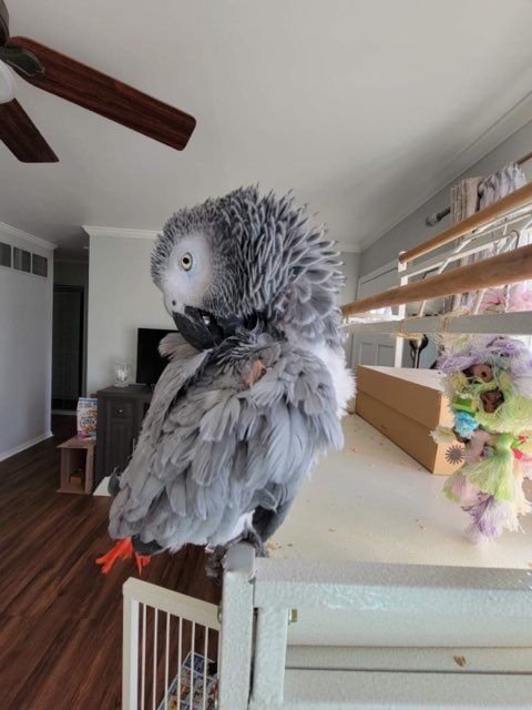 Pet and House Sitting Services