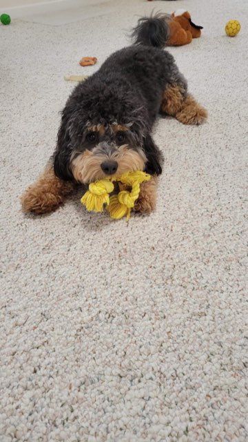 Pet and House Sitting Services