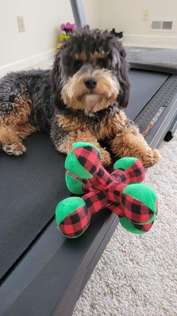 Pet and House Sitting Services