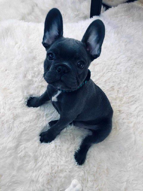 Pet and House Sitting Services