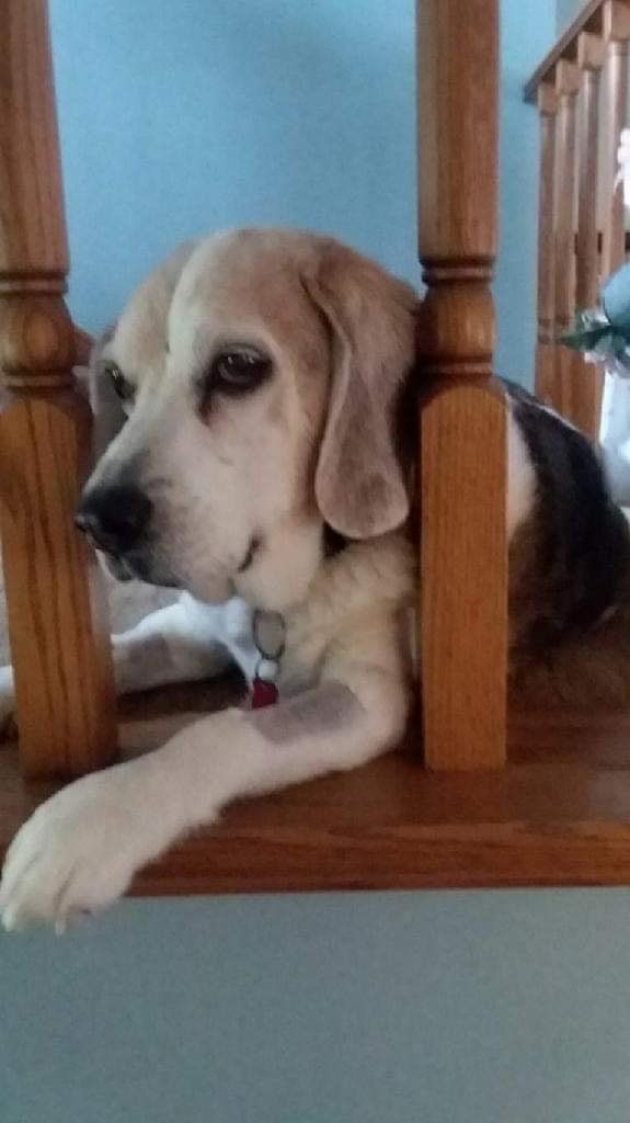 Pet and House Sitting Services