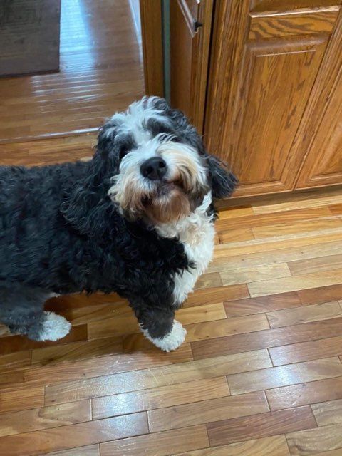 Pet and House Sitting Services