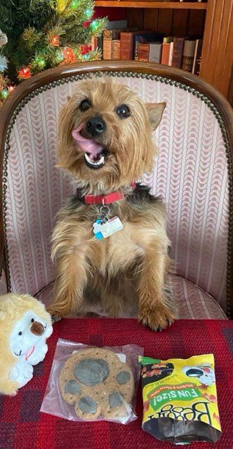 Pet and House Sitting Services