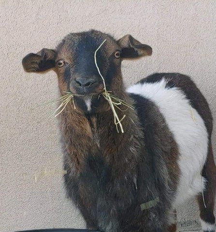 Pet and House Sitting Services