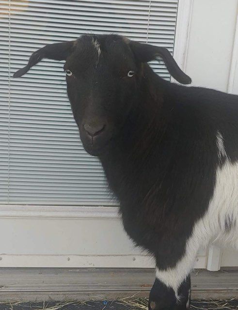 Pet and House Sitting Services