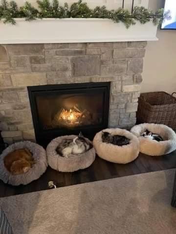 Pet and House Sitting Services