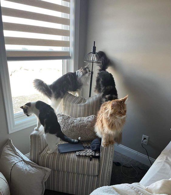 Pet and House Sitting Services