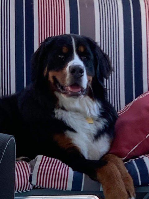 Pet and House Sitting Services