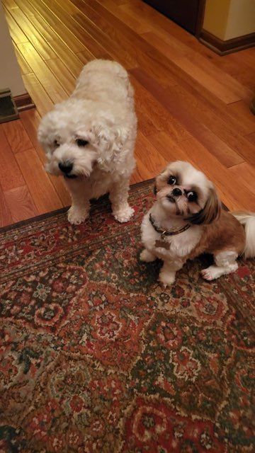 Pet and House Sitting Services