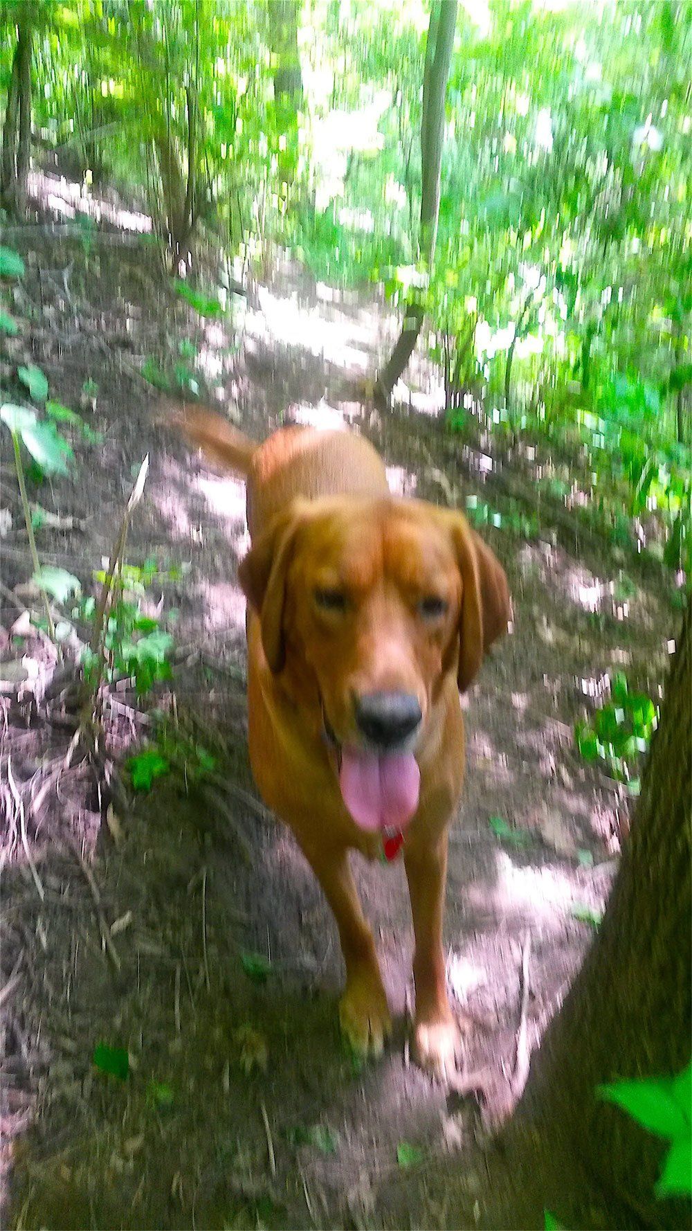 Pet and House Sitting Services