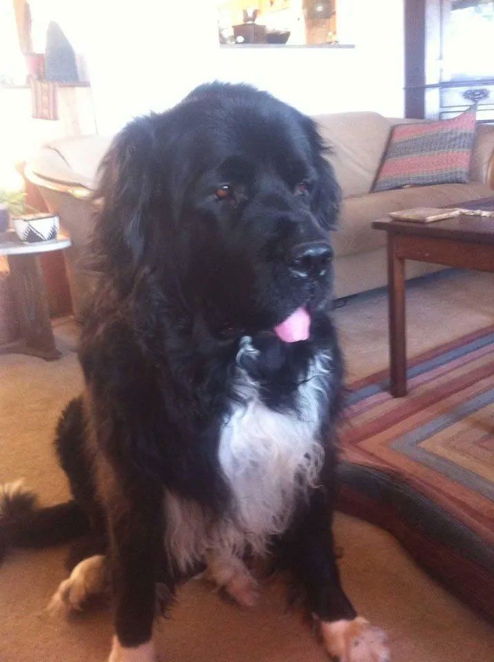 Pet and House Sitting Services