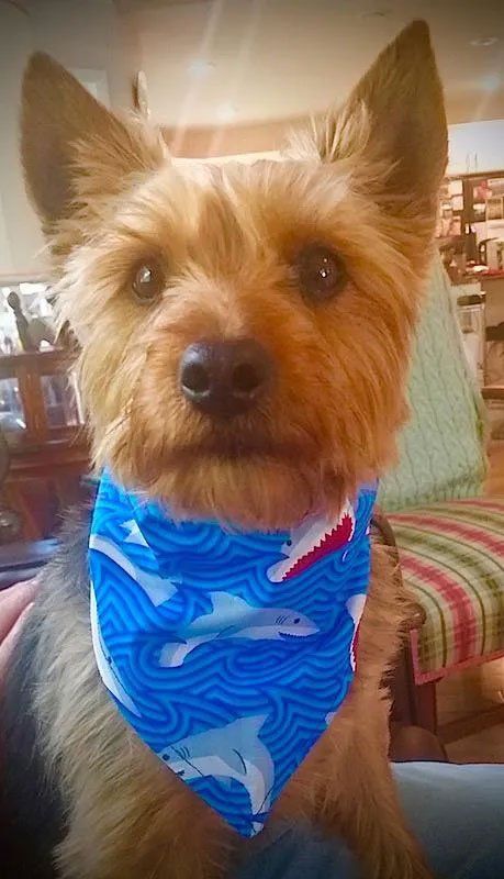 Pet and House Sitting Services