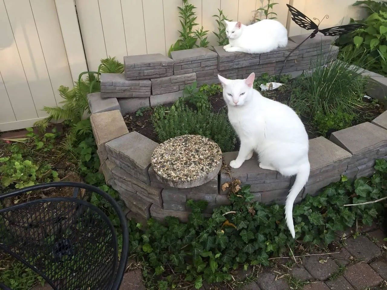 Pet and House Sitting Services