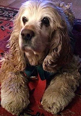 Pet and House Sitting Services