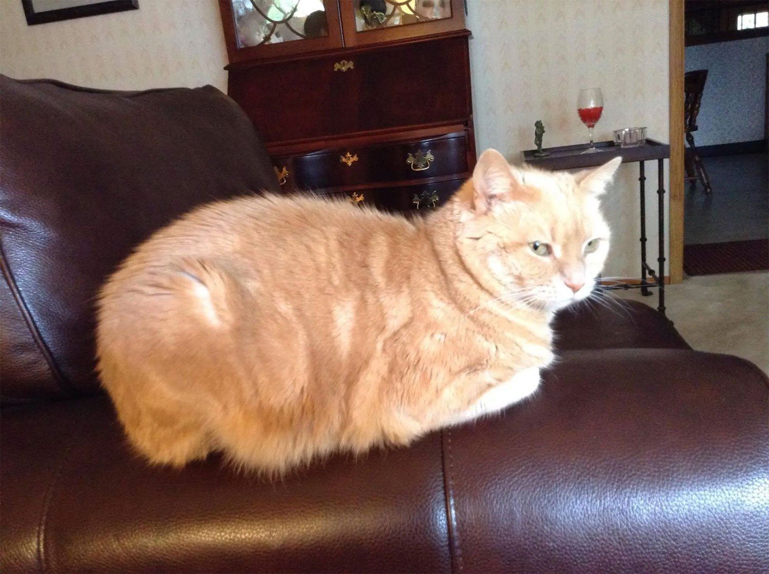 Pet and House Sitting Services