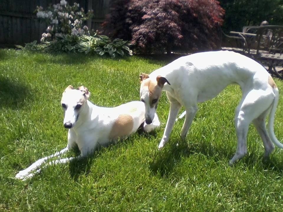 Pet and House Sitting Services