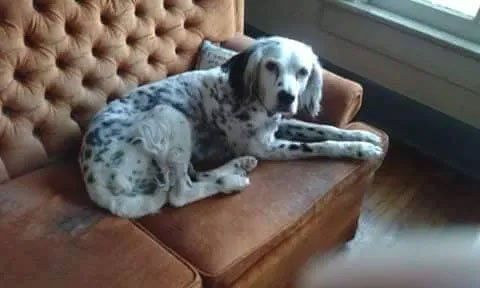 Pet and House Sitting Services