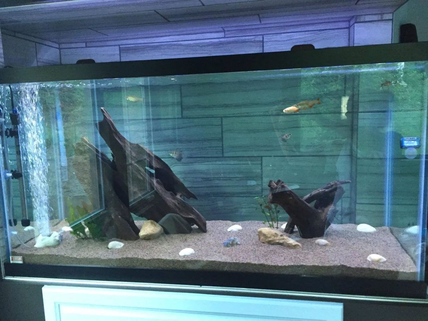 Pet and House Sitting Services