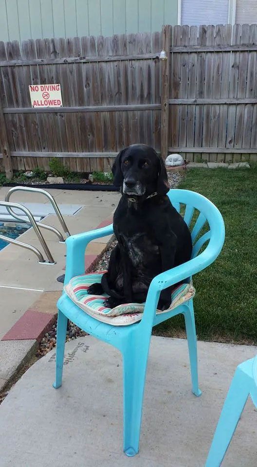 Pet and House Sitting Services