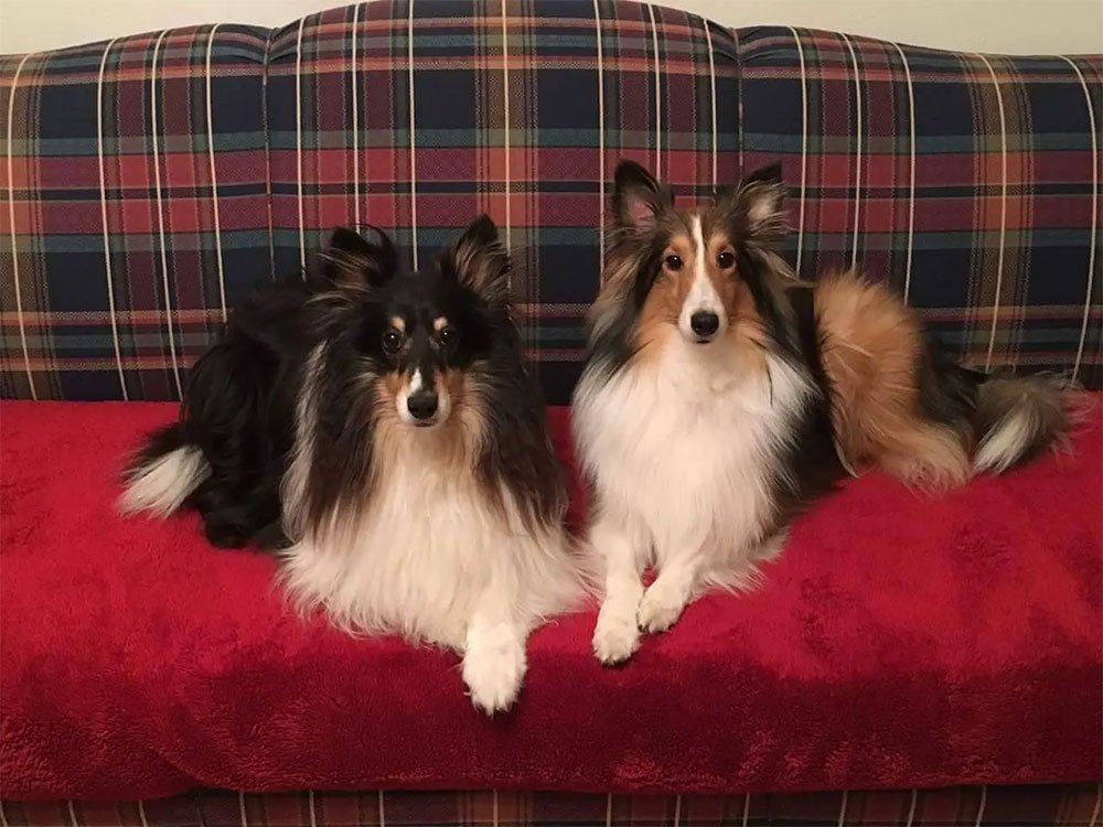 Pet and House Sitting Services